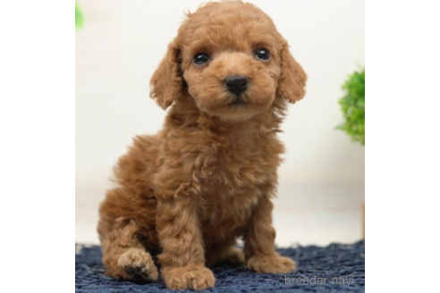 成約済の千葉県のタイニープードル-225152